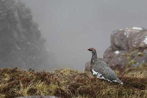 skarvruet hotel tänndalen funäsdalen funäsjällen härjedalen jämtland fjallripa
