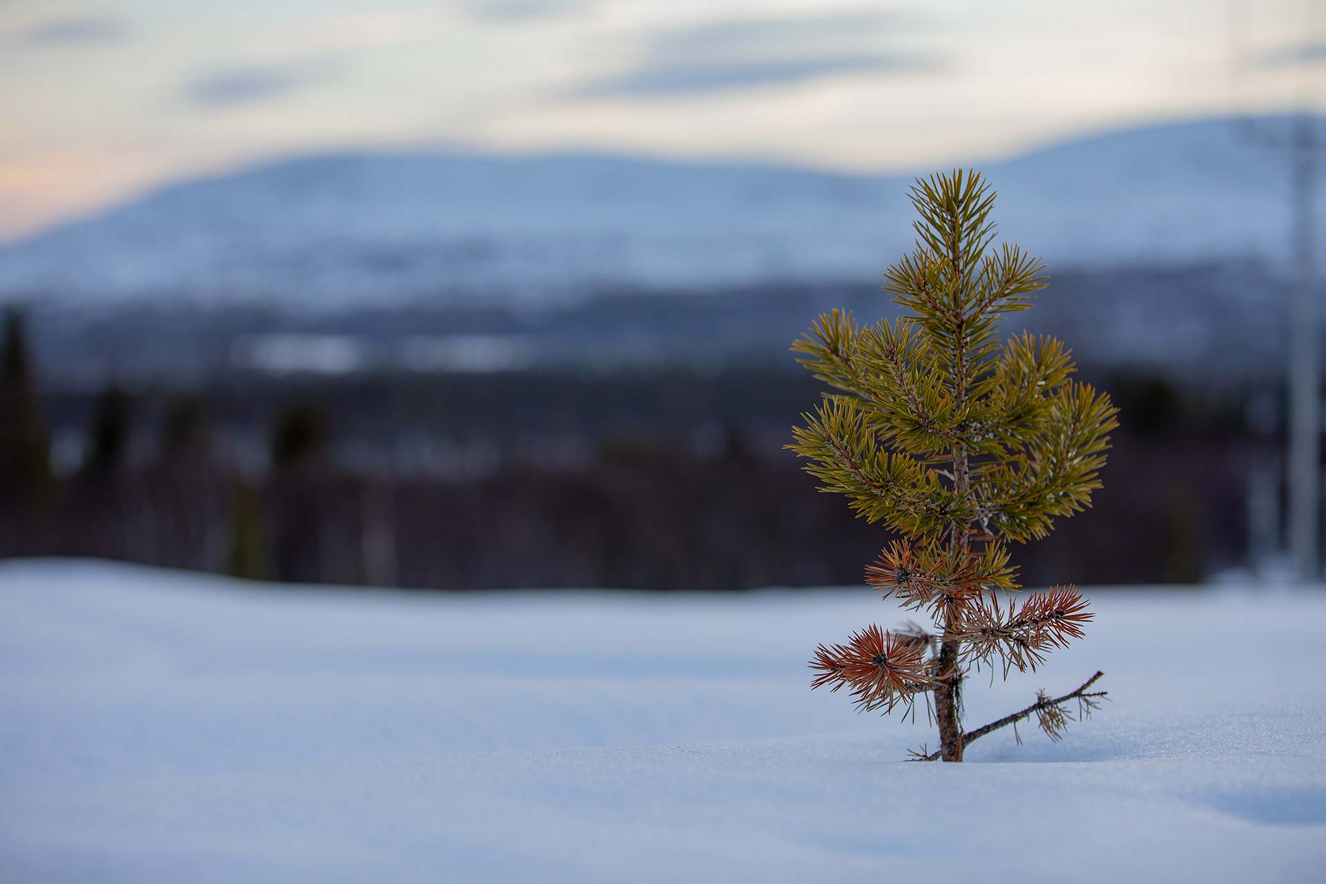 pine and  snow