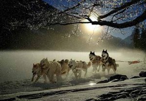 skarvruet hotel tänndalen funäsdalen funäsjällen härjedalen jämtland sledge dogs